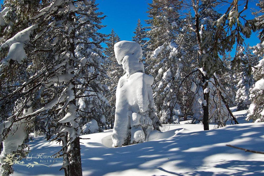 Начальник стражи главный гриф и сказочный лес...