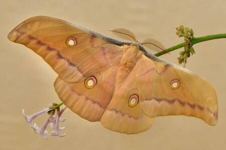 Antheraea pernyi