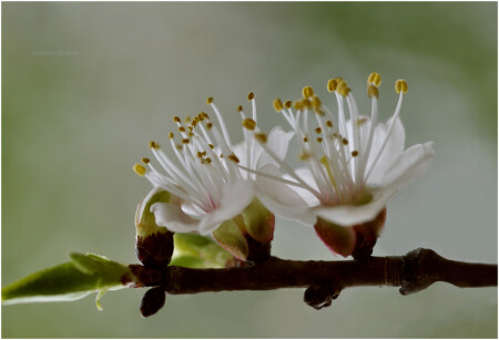 Цветы абрикоса.