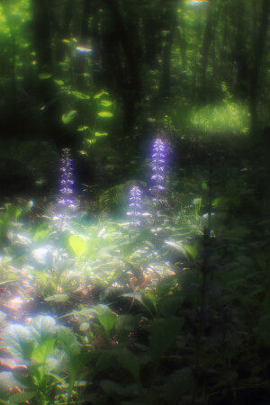 На лесной поляне