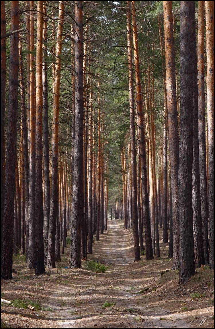 Лесными дорогами