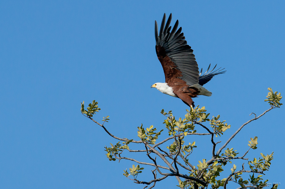 African Fish-eagle