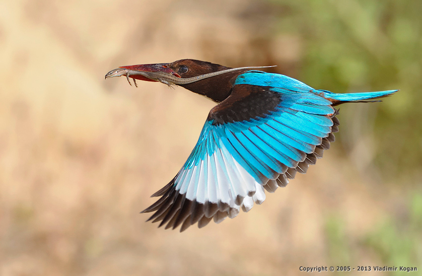 White-throated kingfisher