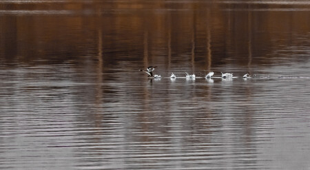 Вечерний забег