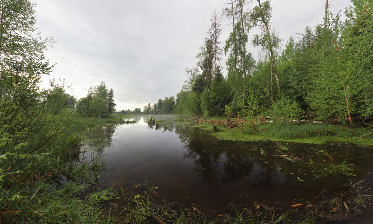 проверка комаров