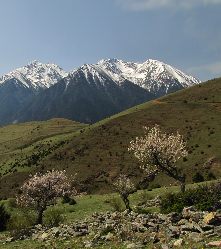 Учкуланская сакура