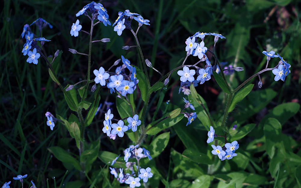 forget-me-not