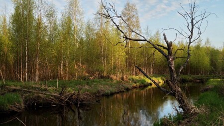 Неброская красота природы Северо-Запада