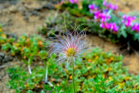 Цветок с другой планеты