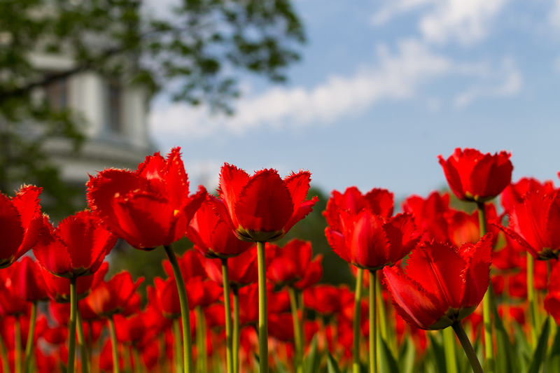 Tulip festival