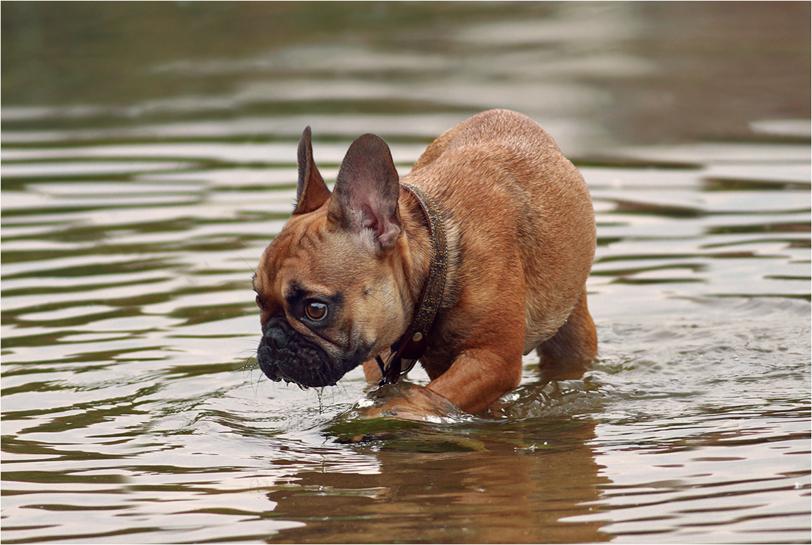 Водяной