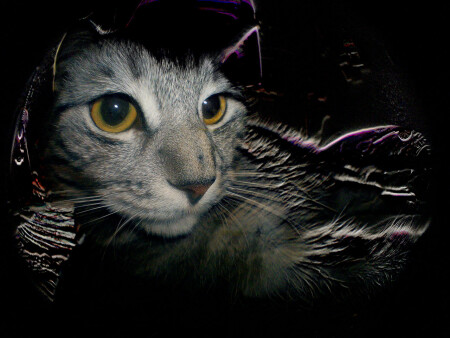 Cheshire Cat [без обработки]