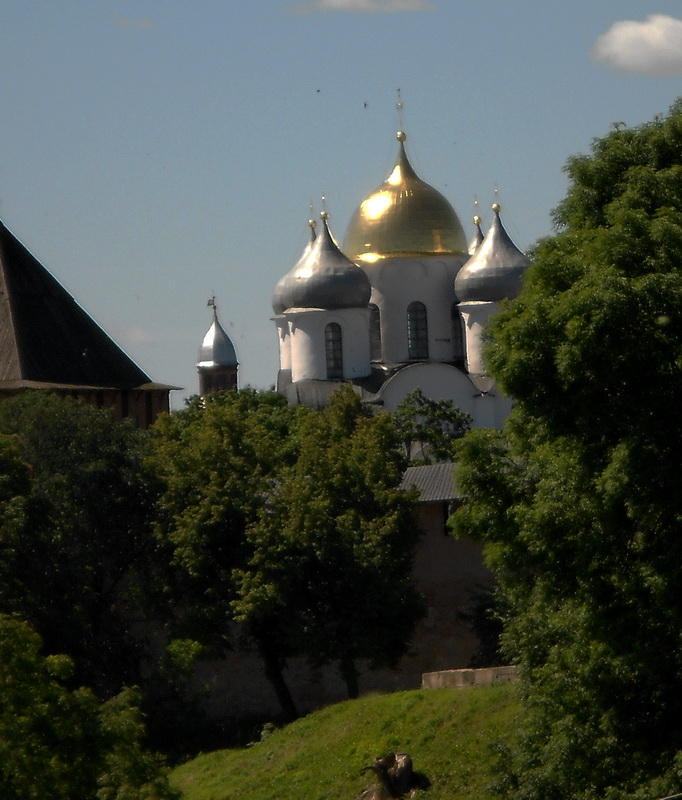 самый одинокий пенёк