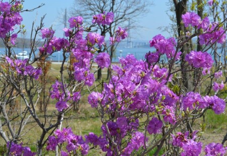 Владивосток. Мост на остров Русский