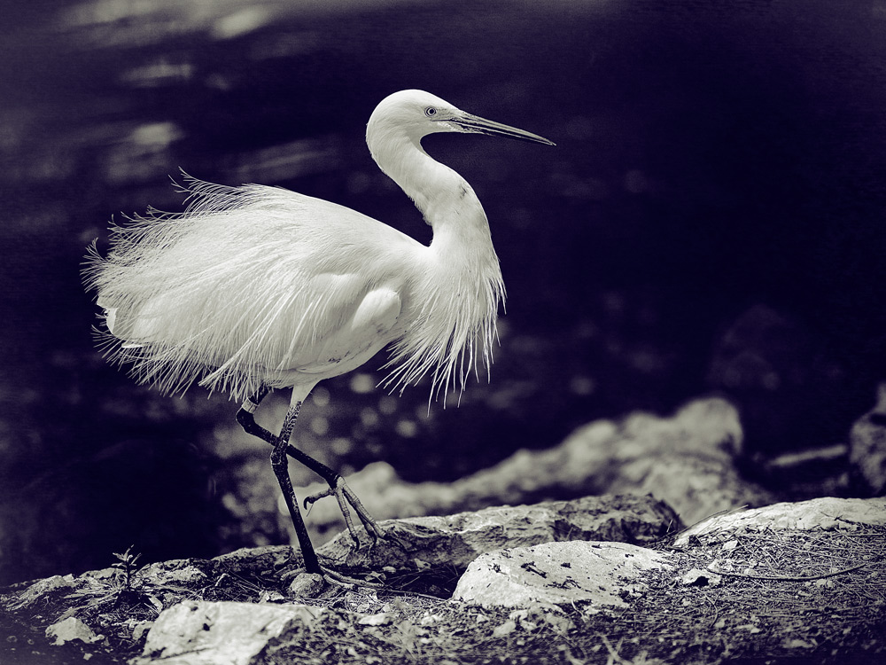 Egretta garzetta