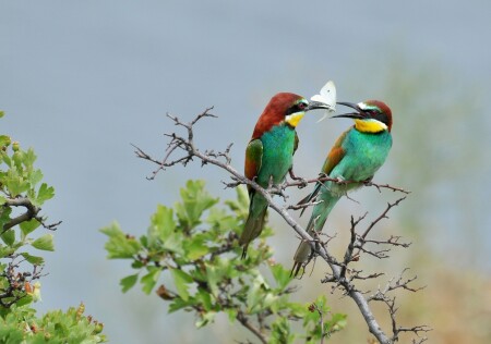 Золотистые щурки