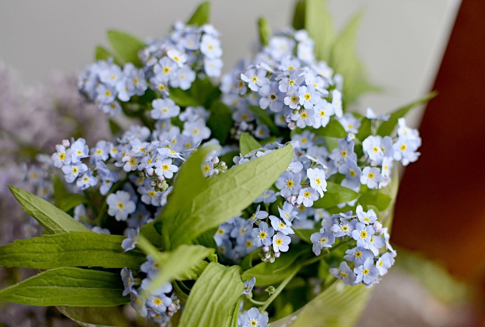 forget-me-not