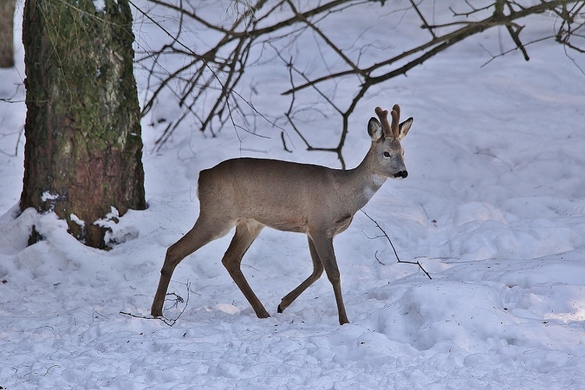 Косуля.