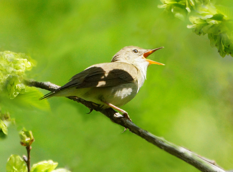 Весенний мотив