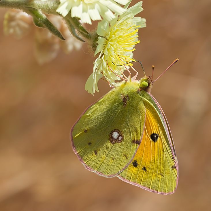 Желтушка шафрановая. Colias croceus