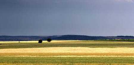 Поле след дъжда