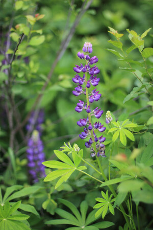 Садовая грация