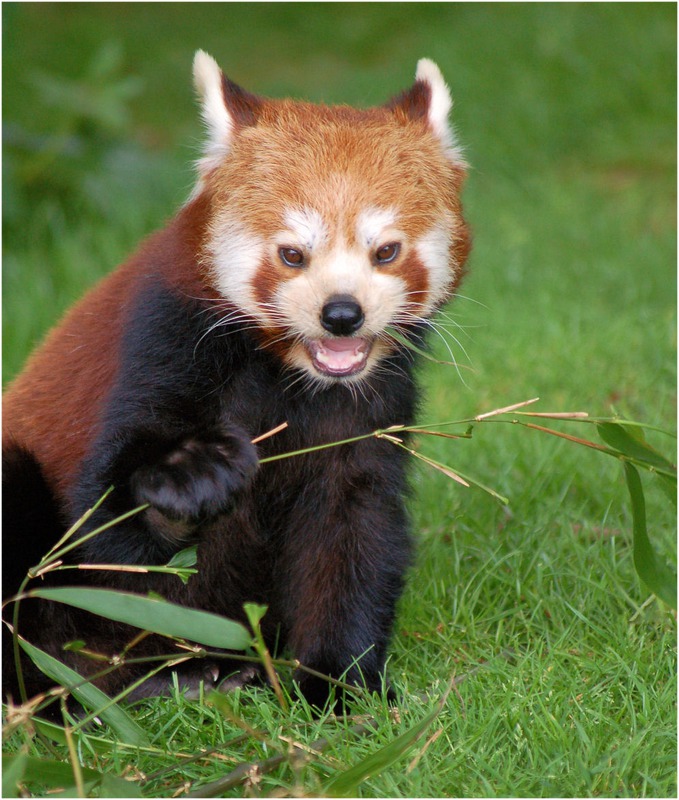 Red Panda