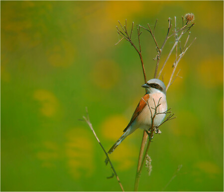 сорокопут-жулан