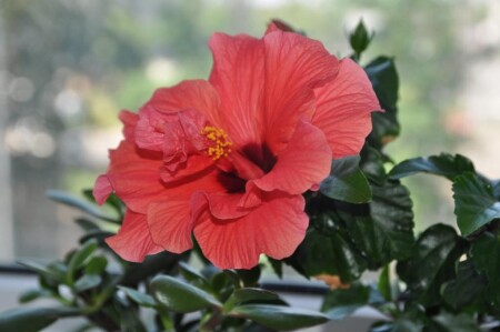 Hibiscus
