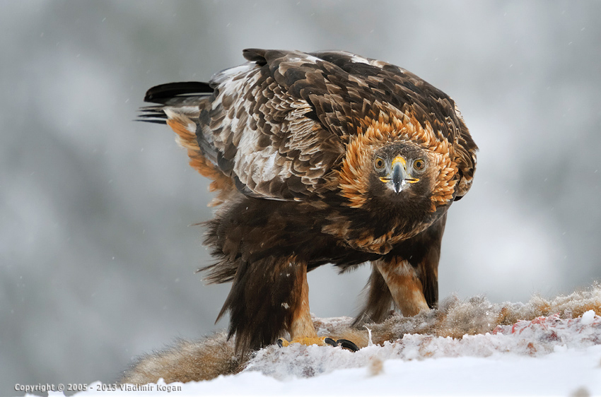 Golden Eagle portrait