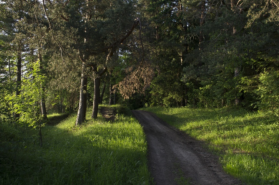 Вечером в лесу