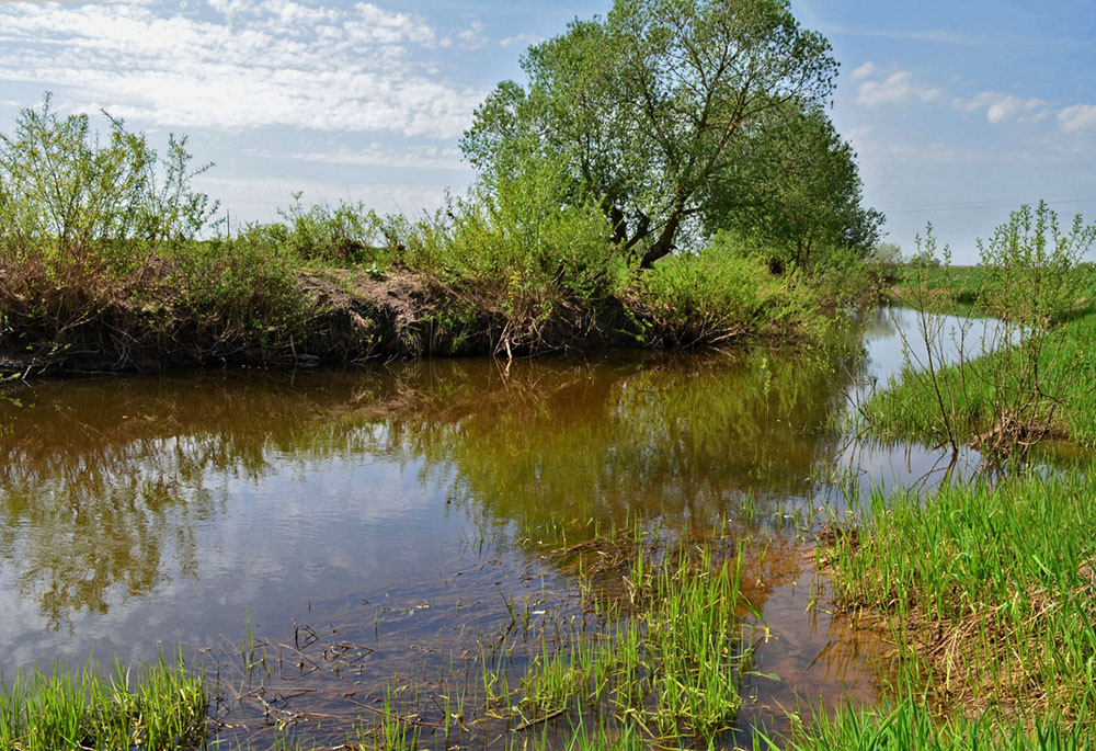 Куст ракиты над водой...