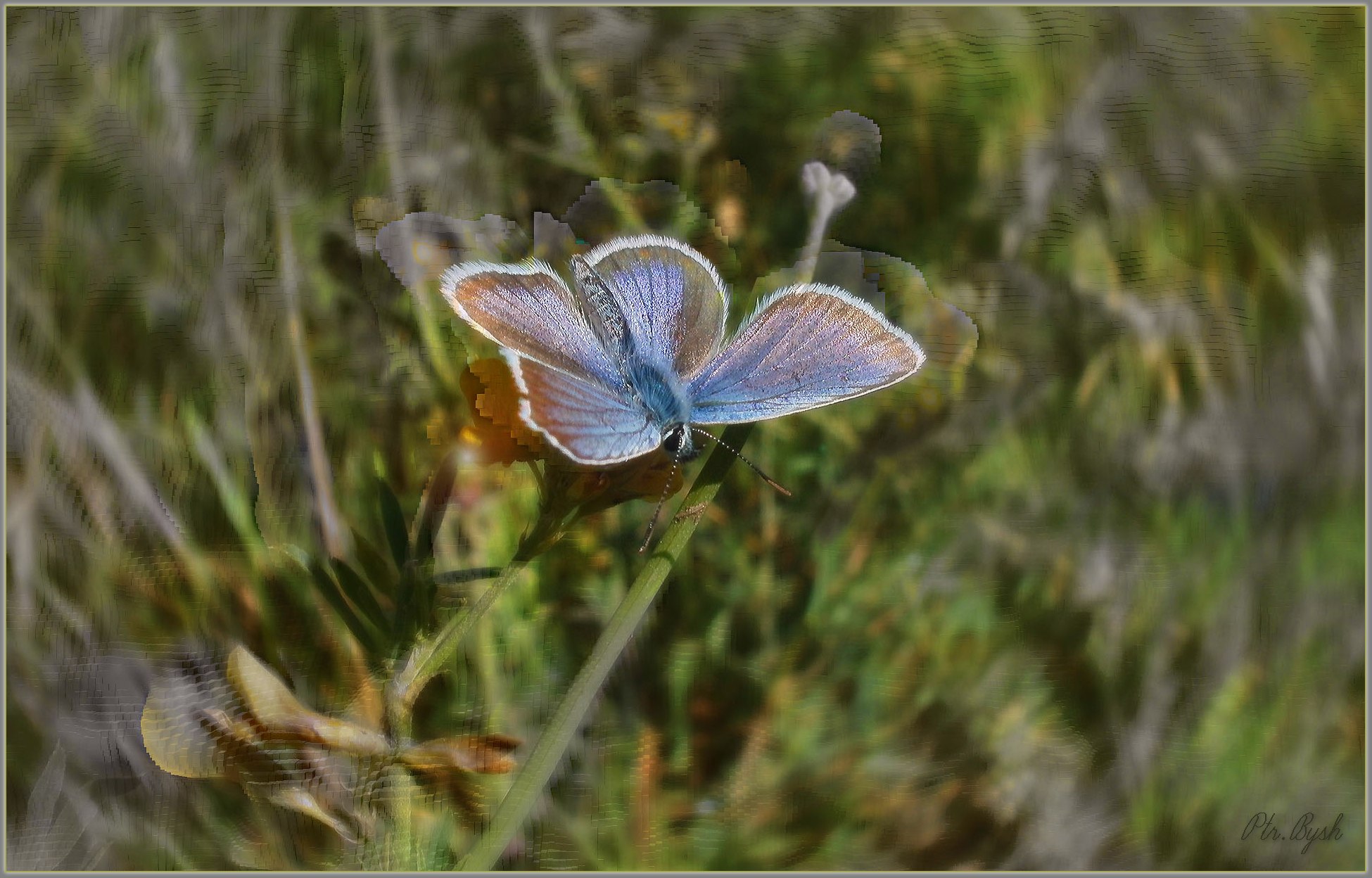 Polyommatus icarus. Этюд №130607P6070526.