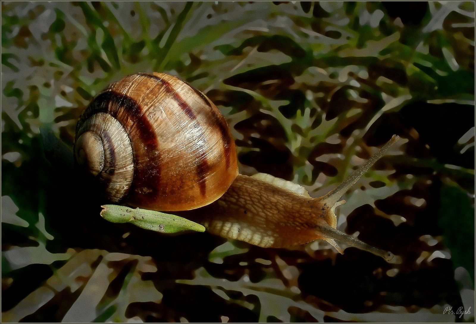 Helix pomatia .Этюд №130607P6070545.