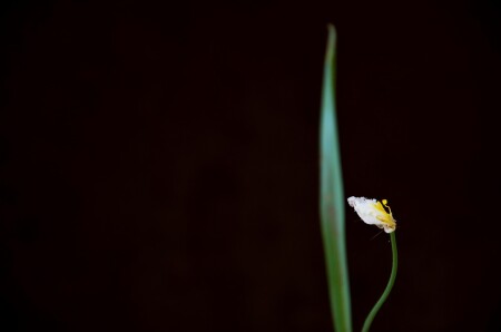 Одинокое увядание