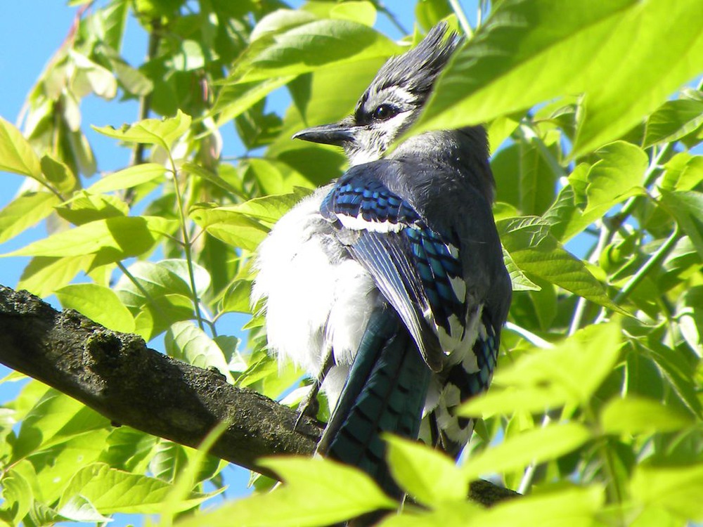 Blue jay