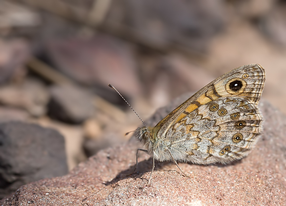 Буроглазка. Lasiommata megera (LINNAEUS, 1767)