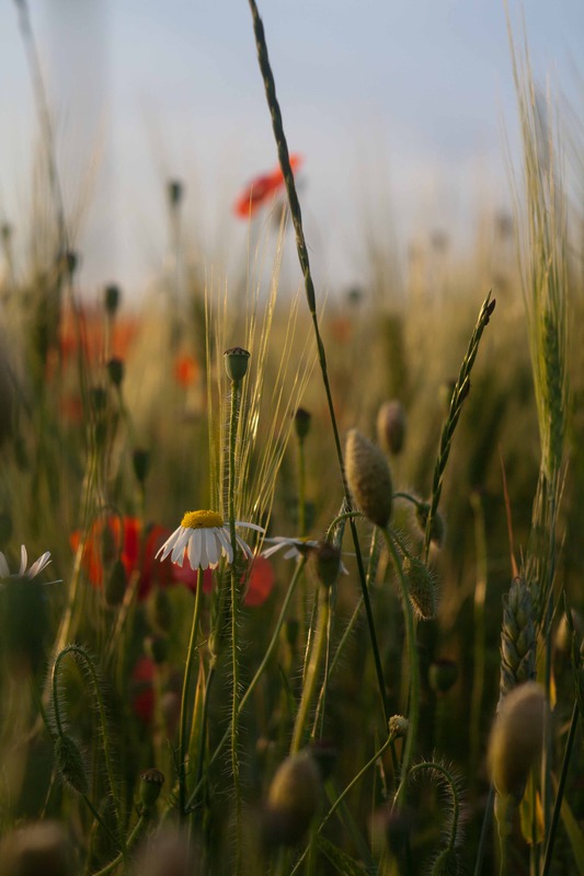 rural summer