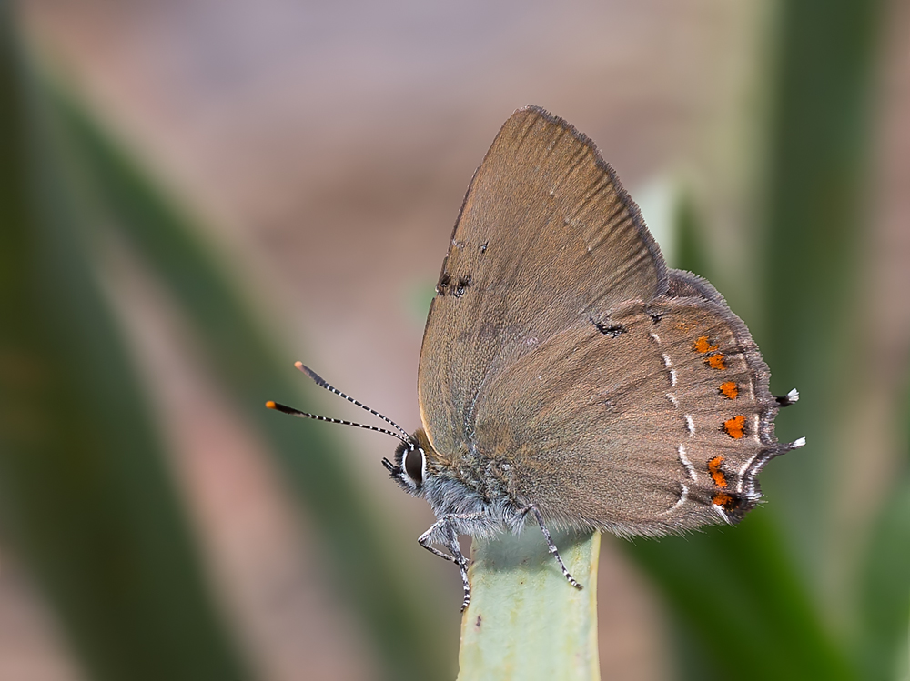 Хвостатка дубовая. Satyrium esculi.