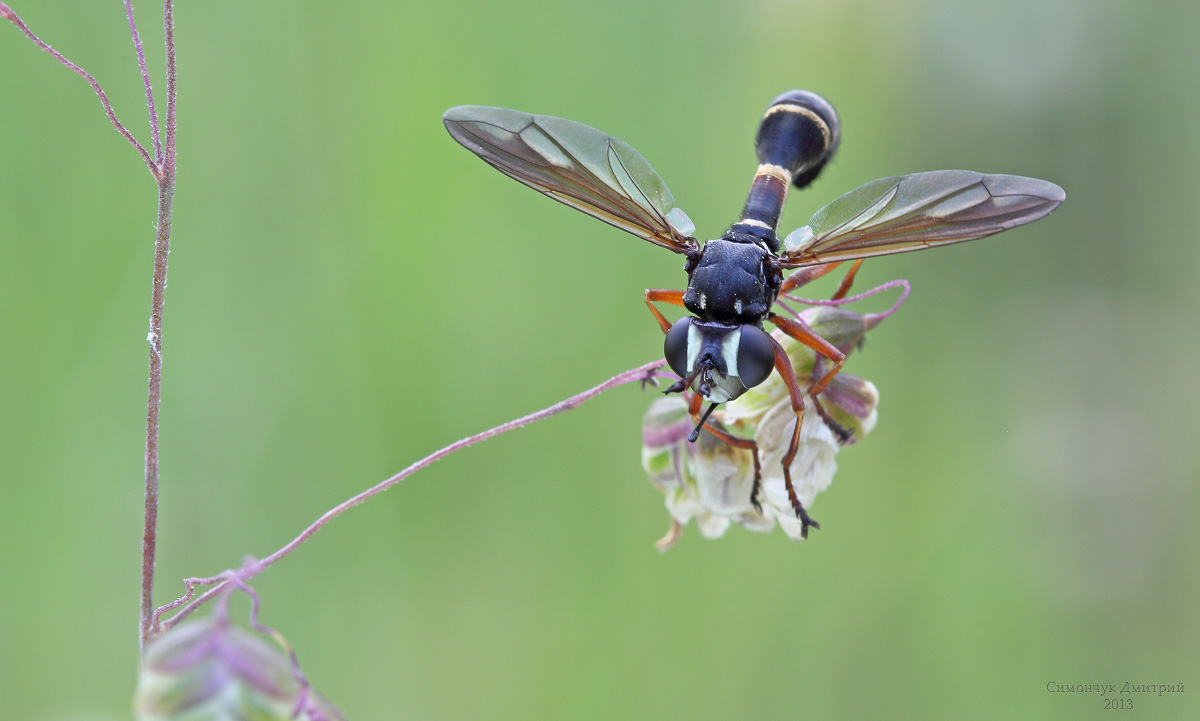 Physocephala sp