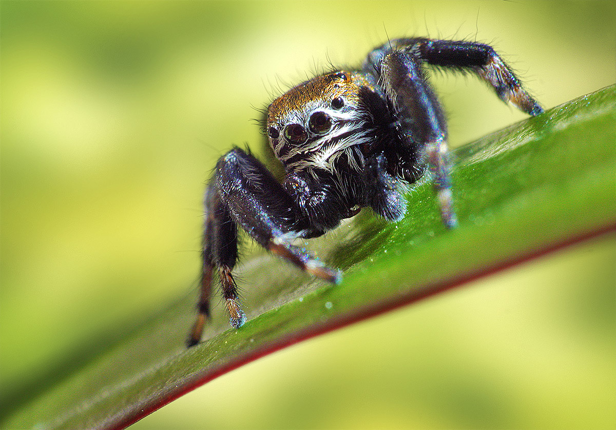 Salticidae (Evarcha arcuata)