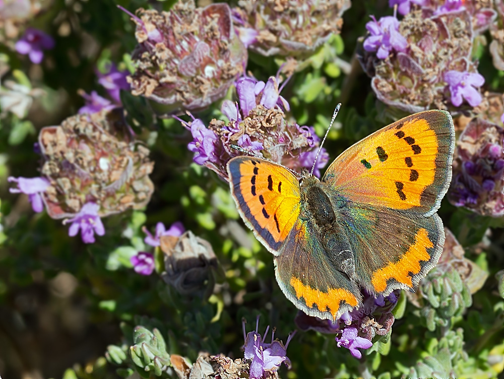 Червонец пламенный. Lycaena phlaeas