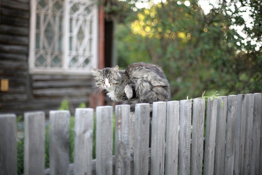 кот