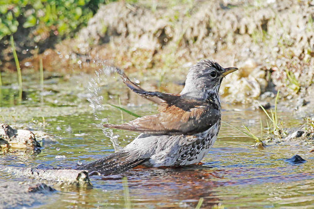 Водные процедуры