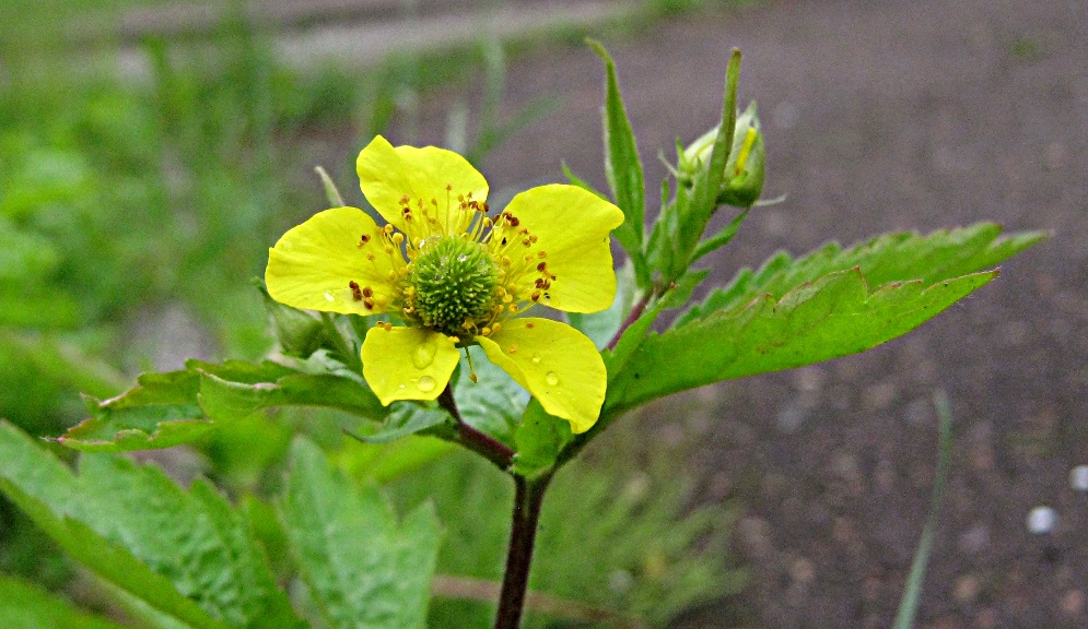 Гравилат городской — Geum urbanum