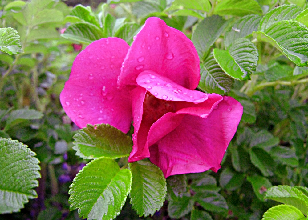 Шиповник морщинистый — Rosa rugosa