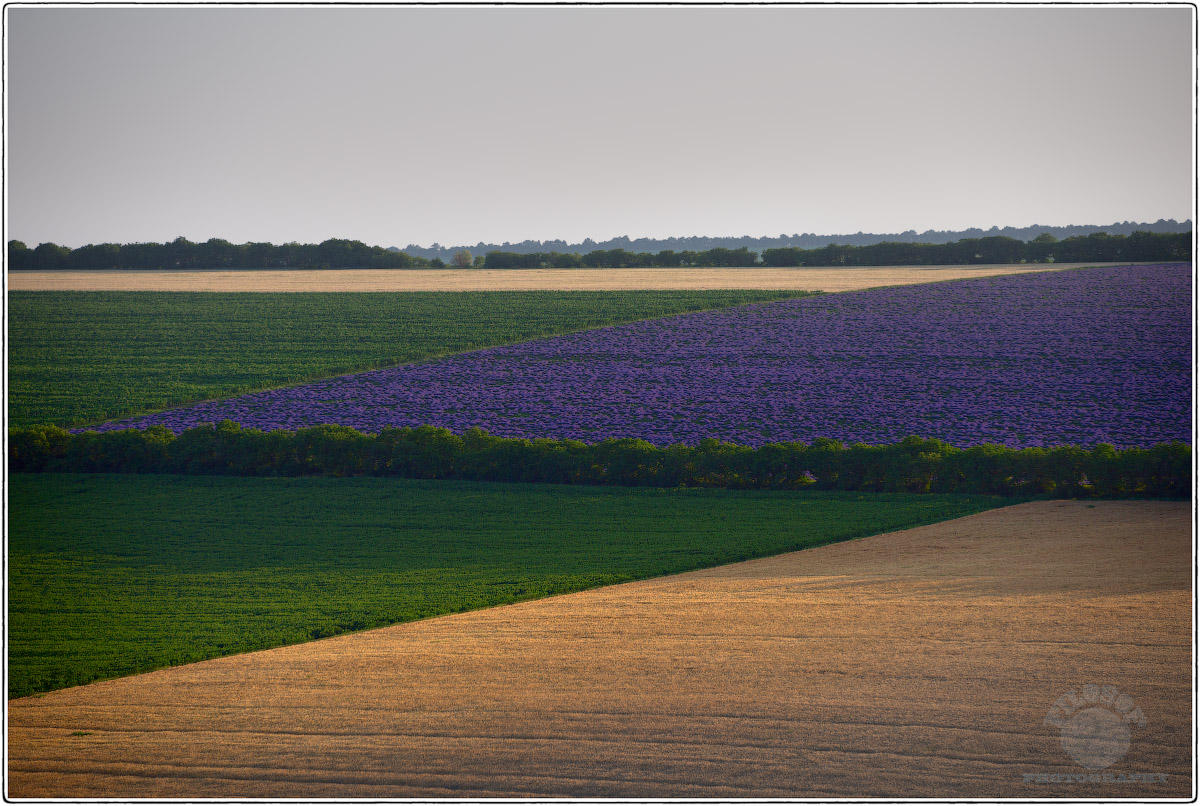 lavanda...