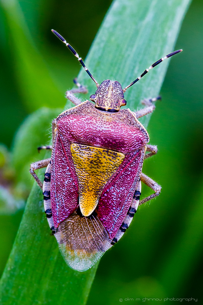 Клоп щитник (Pentatomidae)