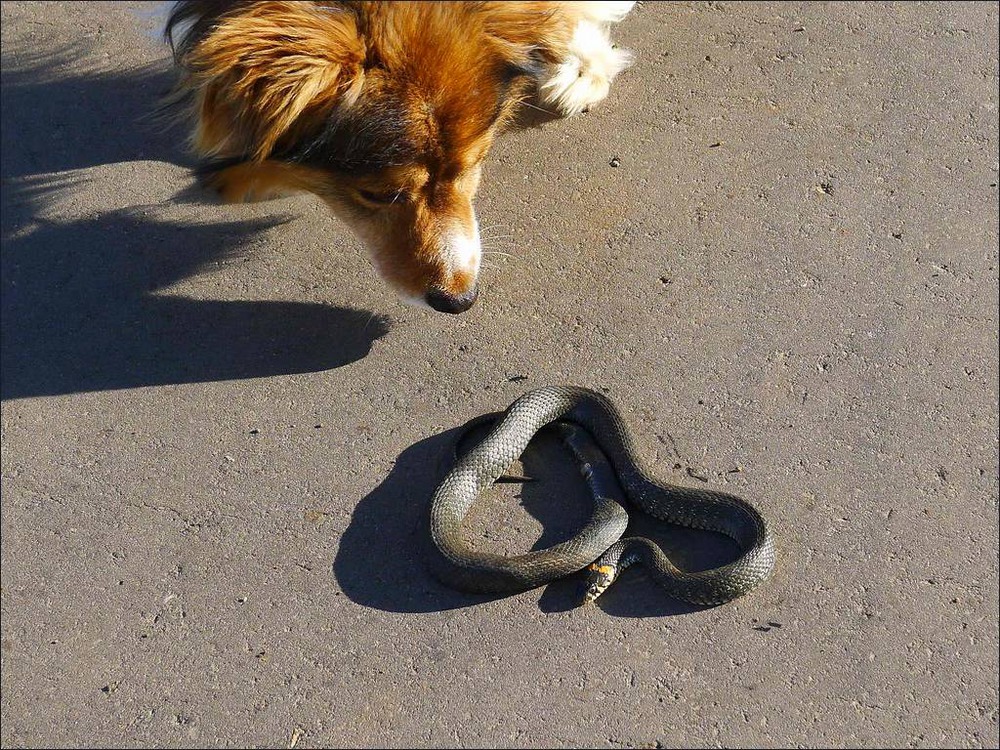 я такую колбасу не кушаю