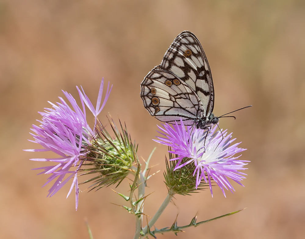 Melanargia lachesis (H&amp;#220;BNER, 1790)